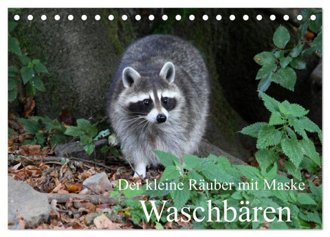 Der kleine Räuber mit Maske - Waschbären (Tischkalender 2026 DIN A5 quer), CALVENDO Monatskalender