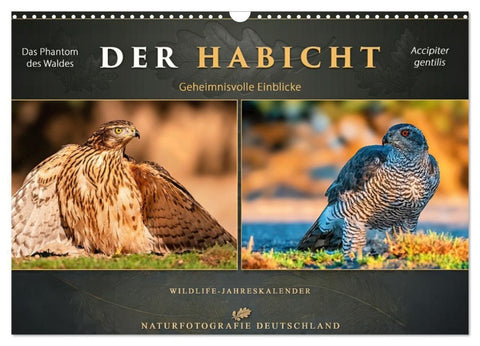 Der HABICHT - Geheimnisvolle Einblicke (Wandkalender 2027 DIN A3 quer), CALVENDO Monatskalender
