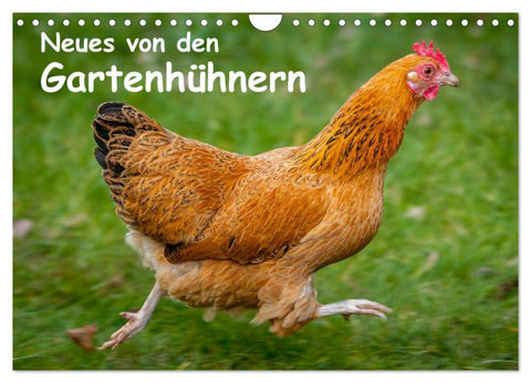 Neues von den Gartenhühnern (Wandkalender 2026 DIN A4 quer), CALVENDO Monatskalender