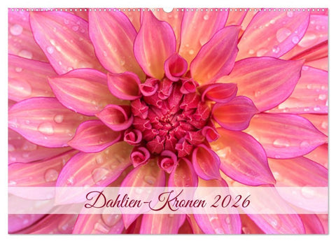 Dahlien-Kronen (Wandkalender 2026 DIN A2 quer), CALVENDO Monatskalender