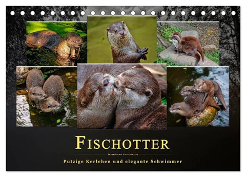 Fischotter - putzige Kerlchen und elegante Schwimmer (Tischkalender 2026 DIN A5 quer), CALVENDO Monatskalender
