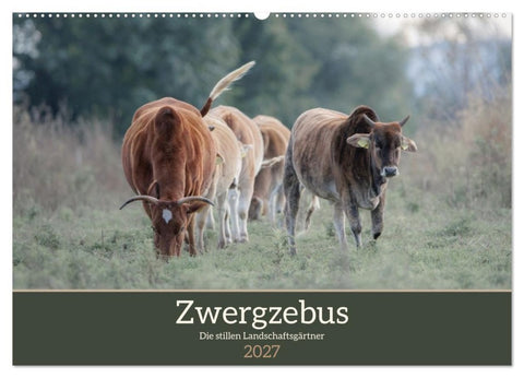 Zwergzebus - Die stillen Landschaftsgärtner (Wandkalender 2027 DIN A2 quer), CALVENDO Monatskalender