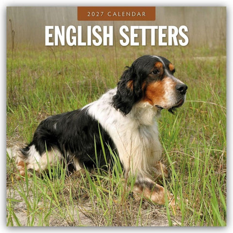 English Setters – Englisch Setter 2027 – 16-Monatskalender