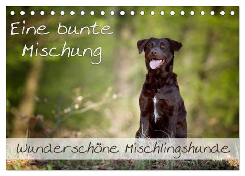 Eine bunte Mischung - wunderschöne Mischlingshunde / Geburtstagskalender (Tischkalender 2026 DIN A5 quer), CALVENDO Monatskalender