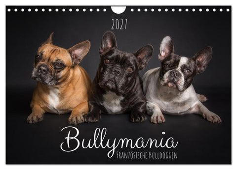 Bullymania - Französische Bulldoggen (Wandkalender 2027 DIN A4 quer), CALVENDO Monatskalender