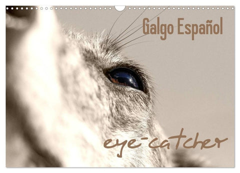 Galgo eye-catcher (Wandkalender 2027 DIN A3 quer), CALVENDO Monatskalender