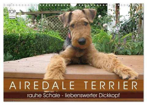 Airedale Terrier (Wandkalender 2027 DIN A3 quer), CALVENDO Monatskalender