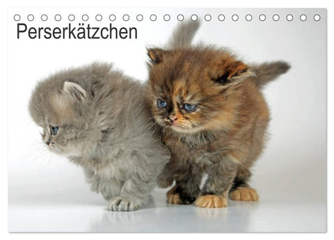 Perserkätzchen (Tischkalender 2026 DIN A5 quer), CALVENDO Monatskalender