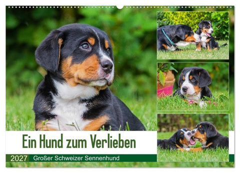Ein Hund zum Verlieben - Großer Schweizer Sennenhund (Wandkalender 2027 DIN A2 quer), CALVENDO Monatskalender