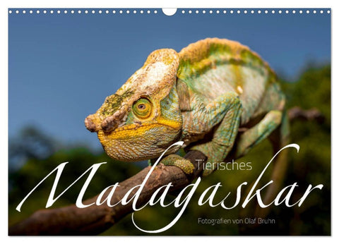 Tierisches Madagaskar (Wandkalender 2026 DIN A3 quer), CALVENDO Monatskalender