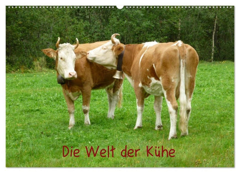Die Welt der Kühe (Wandkalender 2027 DIN A2 quer), CALVENDO Monatskalender