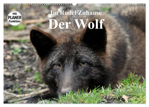 Im Rudel Zuhause - Der Wolf (Wandkalender 2026 DIN A2 quer), CALVENDO Monatskalender