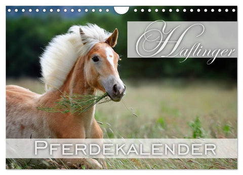 Haflinger / Geburtstagskalender (Wandkalender 2026 DIN A4 quer), CALVENDO Monatskalender