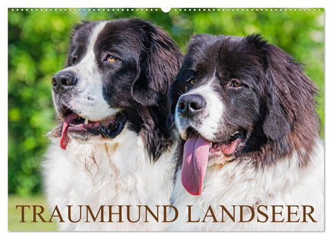Traumhund Landseer (Wandkalender 2027 DIN A2 quer), CALVENDO Monatskalender