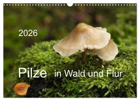 Pilze in Wald und Flur (Wandkalender 2026 DIN A3 quer), CALVENDO Monatskalender