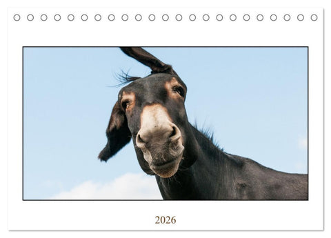 Esel Lebensfreude - Spaß mit Langohren (Tischkalender 2026 DIN A5 quer), CALVENDO Monatskalender