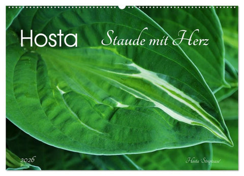 Hosta Staude mit Herz (Wandkalender 2026 DIN A2 quer), CALVENDO Monatskalender