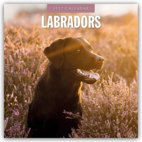 Labradors – Labradore – Labrador Retriever 2027 – 16-Monatskalender