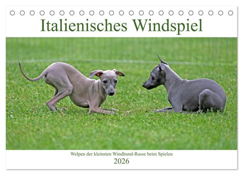 Italienisches Windspiel (Tischkalender 2026 DIN A5 quer), CALVENDO Monatskalender