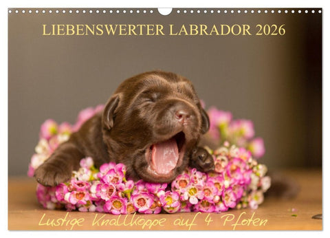 Liebenswerter Labrador 2026 (Wandkalender 2026 DIN A3 quer), CALVENDO Monatskalender