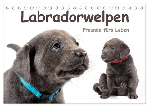 Labradorwelpen - Freunde fürs Leben (Tischkalender 2027 DIN A5 quer), CALVENDO Monatskalender