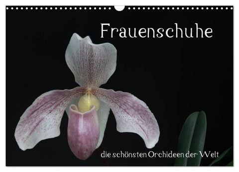 Frauenschuhe - die schönsten Orchideen der Welt (Wandkalender 2027 DIN A3 quer), CALVENDO Monatskalender