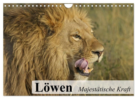 Löwen. Majestätische Kraft (Wandkalender 2027 DIN A4 quer), CALVENDO Monatskalender