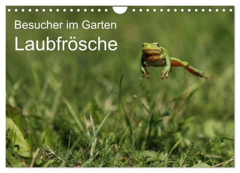 Besucher im Garten - Laubfrösche (Wandkalender 2027 DIN A4 quer), CALVENDO Monatskalender