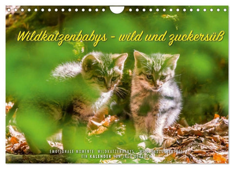 Wildkatzenbabys - wild und zuckersüß. (Wandkalender 2027 DIN A4 quer), CALVENDO Monatskalender