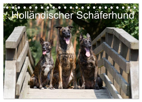 Holländischer Schäferhund (Tischkalender 2027 DIN A5 quer), CALVENDO Monatskalender