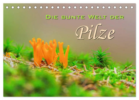 Die bunte Welt der Pilze (Tischkalender 2026 DIN A5 quer), CALVENDO Monatskalender
