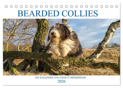 BEARDED COLLIES 2026 (Tischkalender 2026 DIN A5 quer), CALVENDO Monatskalender