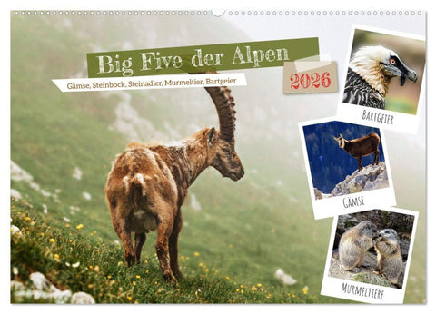 Big Five der Alpen Gämse, Steinbock, Murmeltier, Steinadler, Bartgeier (Wandkalender 2026 DIN A2 quer), CALVENDO Monatskalender