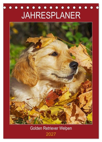 Jahresplaner Golden Retriever Welpen (Tischkalender 2027 DIN A5 hoch), CALVENDO Monatskalender