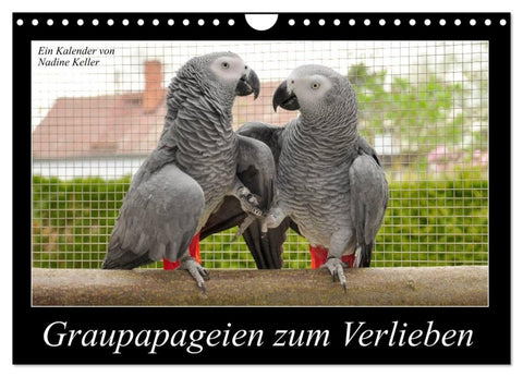 Graupapageien zum Verlieben (Wandkalender 2026 DIN A4 quer), CALVENDO Monatskalender