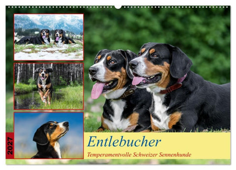 Entlebucher - Temperamentvolle Schweizer Sennenhunde (Wandkalender 2027 DIN A2 quer), CALVENDO Monatskalender