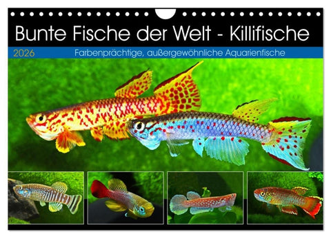 Bunte Fische der Welt - Killifische (Wandkalender 2026 DIN A4 quer), CALVENDO Monatskalender