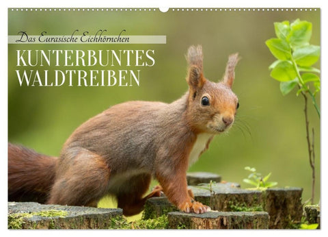Das Eurasische Eichhörnchen - Kunterbuntes Waldtreiben (Wandkalender 2027 DIN A2 quer), CALVENDO Monatskalender