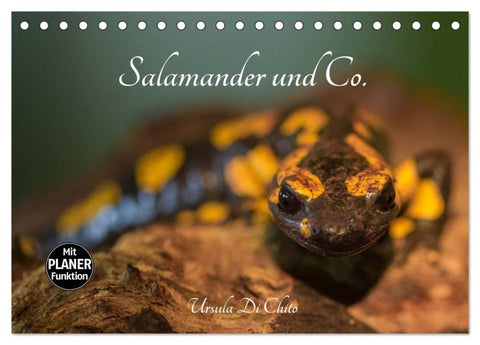 Salamander und Co. (Tischkalender 2026 DIN A5 quer), CALVENDO Monatskalender