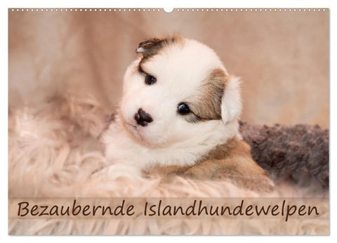Bezaubernde Islandhundewelpen (Wandkalender 2027 DIN A2 quer), CALVENDO Monatskalender