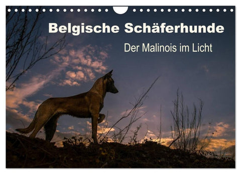 Belgische Schäferhunde - Der Malinois im Licht (Wandkalender 2027 DIN A4 quer), CALVENDO Monatskalender