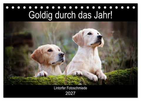 Goldig durch das Jahr! (Tischkalender 2027 DIN A5 quer), CALVENDO Monatskalender