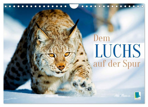 Dem Luchs auf der Spur (Wandkalender 2027 DIN A4 quer), CALVENDO Monatskalender