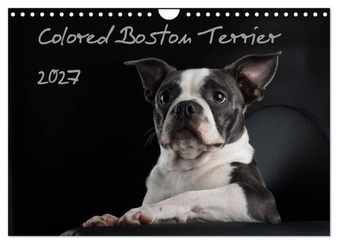 Colored Boston Terrier 2027 (Wandkalender 2027 DIN A4 quer), CALVENDO Monatskalender