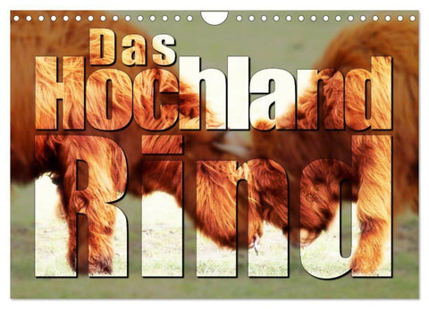Das Hochlandrind (Wandkalender 2027 DIN A4 quer), CALVENDO Monatskalender