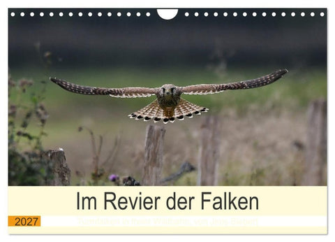 Im Revier der Falken (Wandkalender 2027 DIN A4 quer), CALVENDO Monatskalender