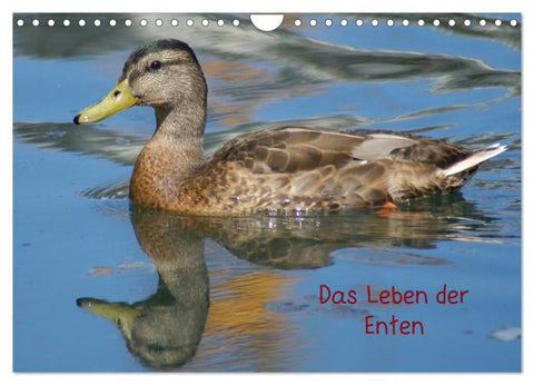 Das Leben der Enten (Wandkalender 2027 DIN A4 quer), CALVENDO Monatskalender