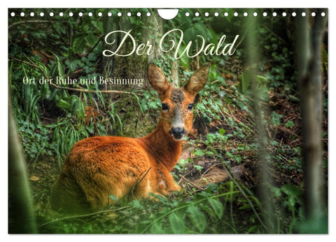 Der Wald - Ort der Ruhe und Besinnung (Wandkalender 2026 DIN A4 quer), CALVENDO Monatskalender