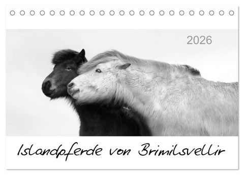 Islandpferde von Brimilsvellir (Tischkalender 2026 DIN A5 quer), CALVENDO Monatskalender