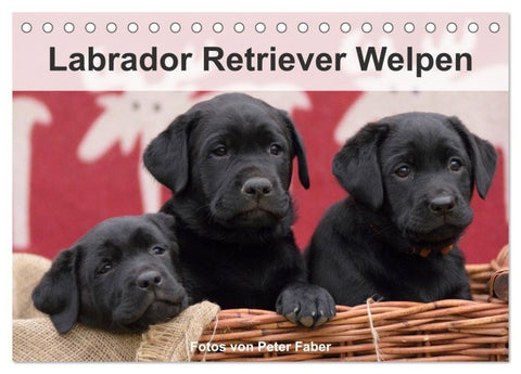 Labrador Retriever Welpen (Tischkalender 2027 DIN A5 quer), CALVENDO Monatskalender